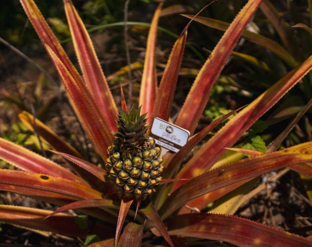Bio Pasifika Ananas